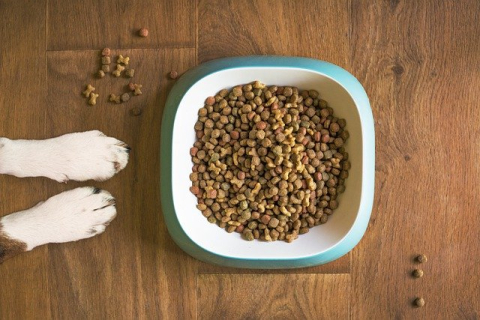 Что следует знать о кормлении собаки сухими кормами