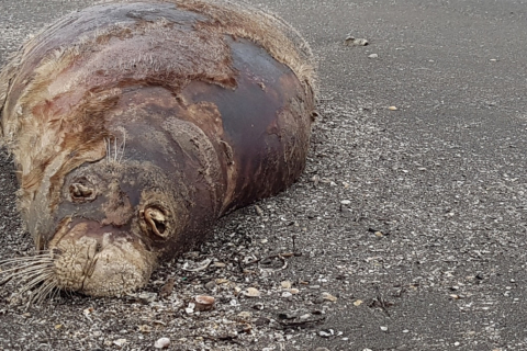 В ЮАР расследуют массовую гибель тюленей (ВИДЕО)