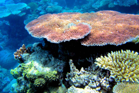 Большой Барьерный риф Австралии восстанавливается после обесцвечивания кораллов (ВИДЕО)