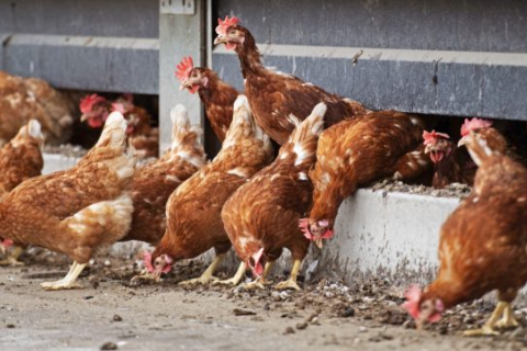 Бельгия закрывает домашнюю птицу на локдаун из-за птичьего гриппа