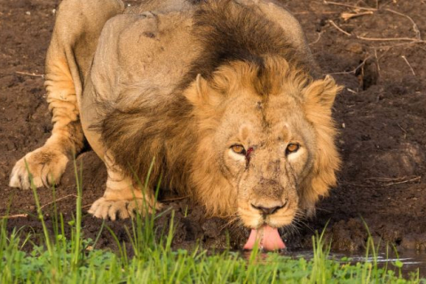 Снимок льва после 7-часового ожидания на сильной жаре поражает