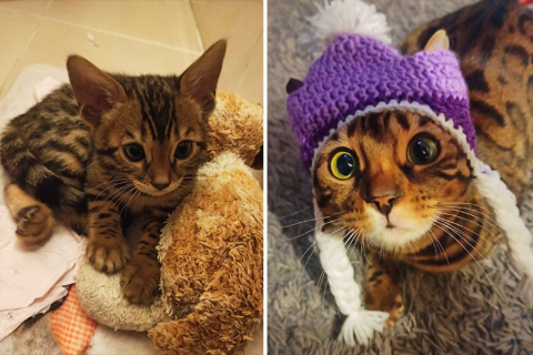 10 милых фотографий котят "до и после" взросления