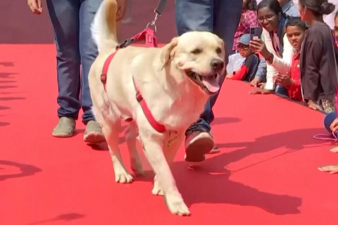 Модне дефіле та аджиліті: в Індії проходить фестиваль собак та кішок (ВІДЕО)