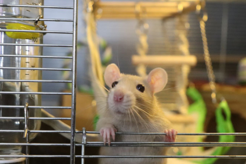 Прикольные снимки крыс, доказывающие, что они могут быть самыми милыми домашними животными на свете