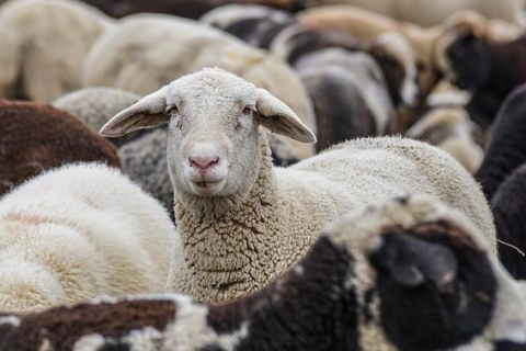 У Монголії вівці загадково носяться по колу 12 днів: ознака апокаліпсиса чи реальна хвороба (ВІДЕО)