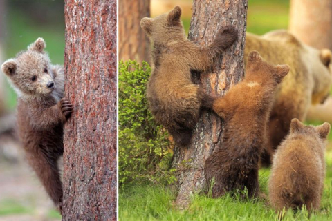 Фотографии медвежат, которые играли в прятки, вызовут улыбку