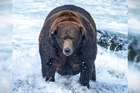 Фарширований лососем: на Алясці обрали найтовстішого курйозного ведмедя