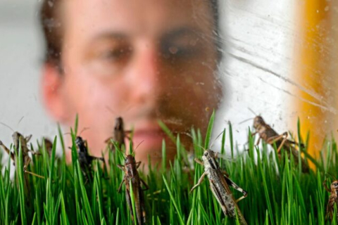 Корм з комах стає все популярнішим, кажуть експерти