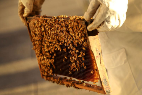 Австралия: клещ Варроа стал причиной выбраковки от 15 до 45 миллионов пчел