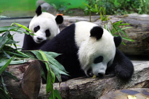 Смерть панды Туан Туан, подаренной Китаем Тайваню