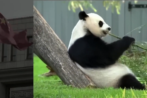 Панди з Вашингтонського зоопарку їдуть до Китаю (ВІДЕО)
