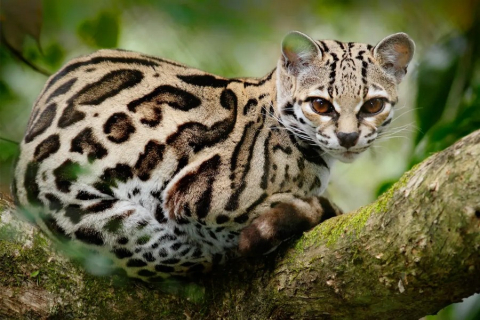 Невероятная красота животного, которое часто путают с леопардом: Давайте посмотрим на него поближе благодаря фотографиям