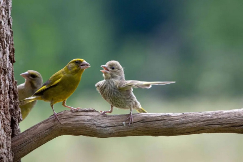 Дивовижні фотороботи, що увійшли до цьогорічного конкурсу Comedy Wildlife Photography Awards. ФОТОрепортаж