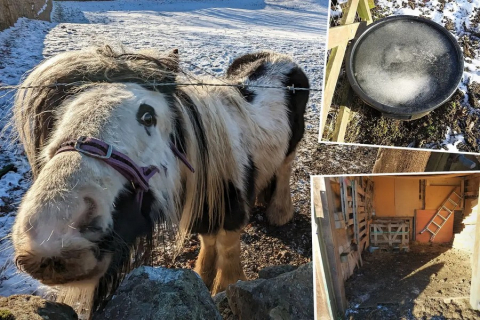 Зоозахисники врятували хворе поні, яке жило на цвілому сіні в засніженому безплідному полі. ФОТОрепортаж
