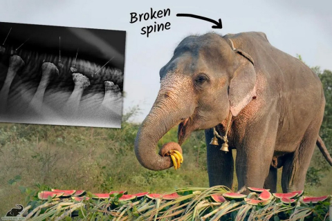 В Індії рятувальники знайшли старого слона зі зламаним хребтом, який жебракував на вулицях. ФОТОрепортаж