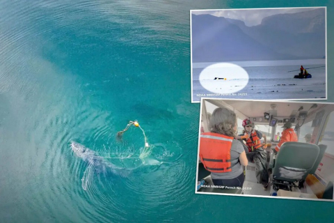 Спасатели нашли горбатого кита, «привязанного» к 150-килограммовой емкости с крабами на Аляске — вот что произошло дальше