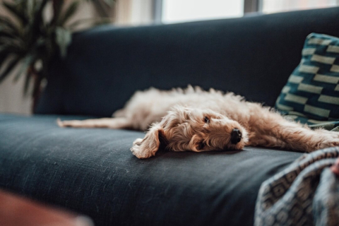 5 способів видалити шерсть домашніх тварин із дивана