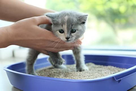 Как приучить котенка к лотку