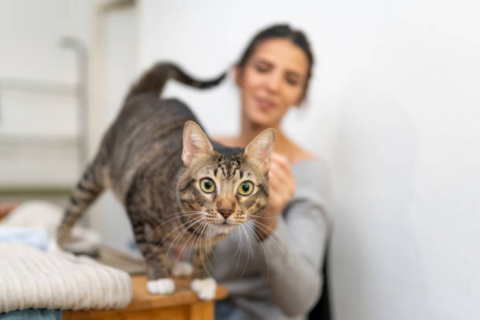 Животные все чаще страдают человеческими хроническими заболеваниями, говорит исследование