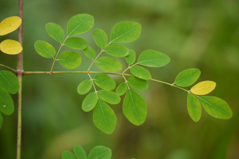 Насіння, яке може врятувати світ від спраги: природний фільтр із дерева моринги (ФОТО і ВІДЕО)