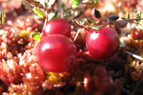 Журавлина — унікальна ягода з властивостями антибіотику та аспірину