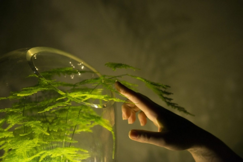 Голландская компания разработала лампу, которая работает от энергии растения