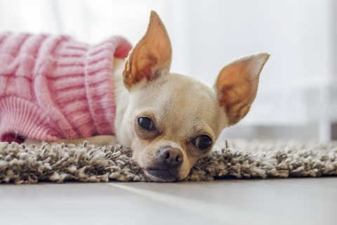 Нужна ли домашней собаке зимняя одежда — несколько советов