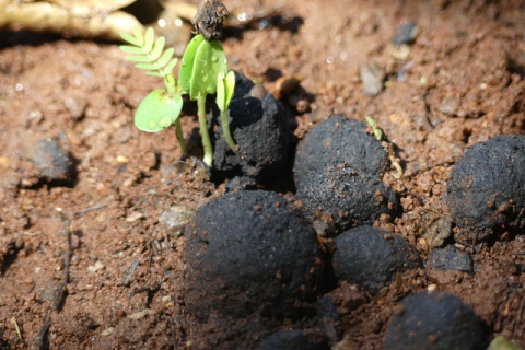  В Кении нашли простой способ восстановить леса: шарики с семенами от Seedballs Kenya