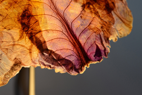 Дизайнер з Лондона створює світильники з листя червоноголової капусти (ФОТО)
