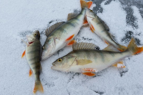 Советы тому, кто решил впервые отправиться на зимнюю рыбалку