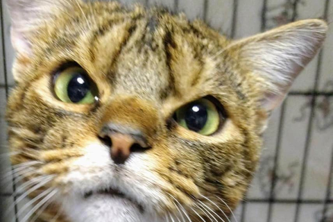 Бродячий кіт з сердитою мордою свердлив поглядом весь світ (ФОТО)