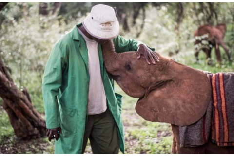 Трогательные фотографии слонят-сирот в заповеднике дикой природы в Восточной Африке (ФОТО)