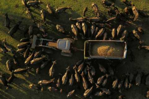 Волонтеры пытаются спасти голодающих буйволов на ферме в Бразилии, где уже погибло 500 голов (ФОТО)