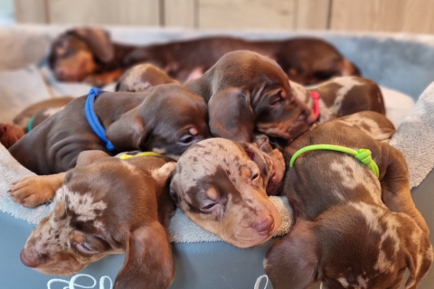 Такса родила 10 щенков. Хозяйка была ошеломлена, когда они продолжали появляться