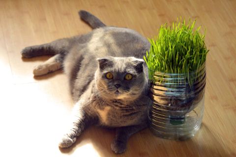 Волшебная чудо-трава: кошка познакомилась с кошачьей мятой и «не устояла»