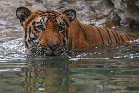 В 2021 году погибло рекордное количество тигров в Индии (ВИДЕО)