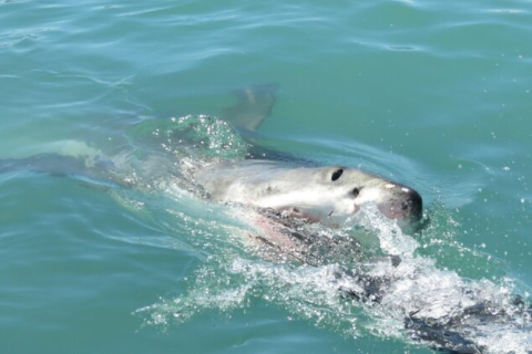 Австралийские подростки спасены после нападения акулы к юго-западу от Мельбурна