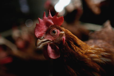 «Не чіпайте і не беріть до рук мертвих чи хворих птахів» — спалах пташиного грипу підтверджено в Шотландії