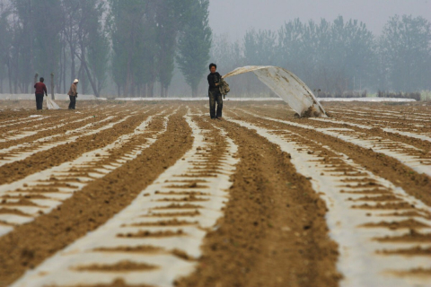 Офіційні ЗМІ Китаю похвалилися «за 18 років небувалим урожаєм», а Сі Цзіньпін стурбований нестачею продовольства