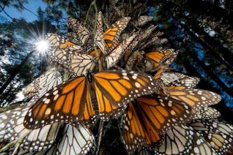 Миллионы бабочек-монархов прилетели на зимовку в Мексику (ВИДЕО)