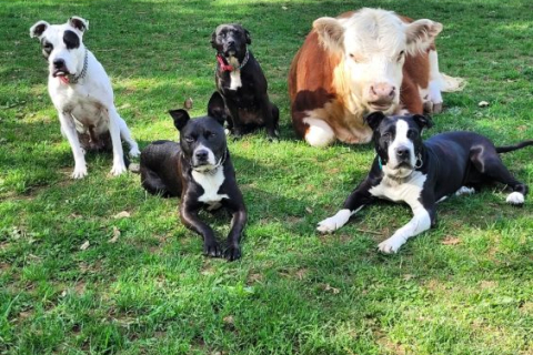 Стая курьезных собак стала новой семьёй маленькому быку