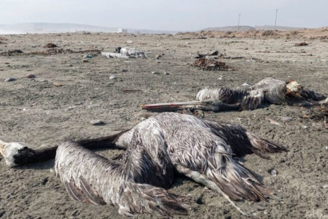 Майже 14 000 морських птахів знайдено мертвими в Перу (ВІДЕО)