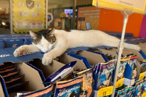 Веселі кішки в магазинах виглядають так, ніби вони господарі. ФОТОрепортаж