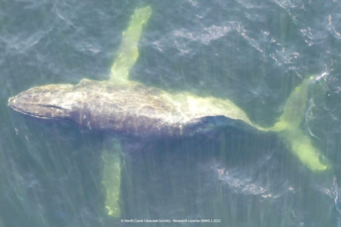 Горбатий кит зі зламаним хребтом завершує свою останню 3000-мильну міграцію на Гаваї (ВІДЕО)