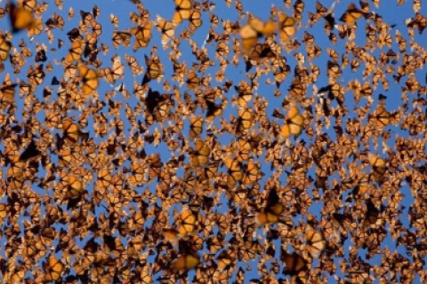 Мільйони метеликів-монархів влаштовуються на зимівлю у Мексиці