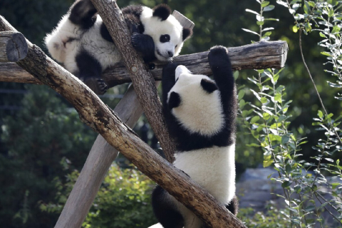 Берлінський зоопарк відправляє перших гігантських панд, народжених у Німеччині, до Китаю