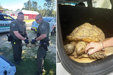 Черепаху, которая исчезла более 3 лет назад во Флориде, нашли всего в 8 километрах от ее дома
