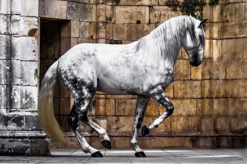 Шведский фотограф поделился потрясающими фотографиями, на которых запечатлена королевская красота лошади Лузитано