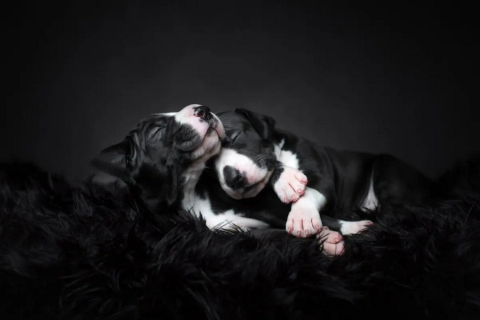 Победители конкурса собачьей фотографии 2023 года запечатлели «сущность собачьей красоты» (фото)