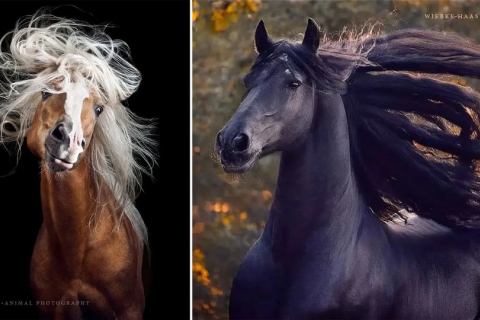 Фотограф из Германии ищет приключения, свободу и независимость делая невероятные снимки лошадей
